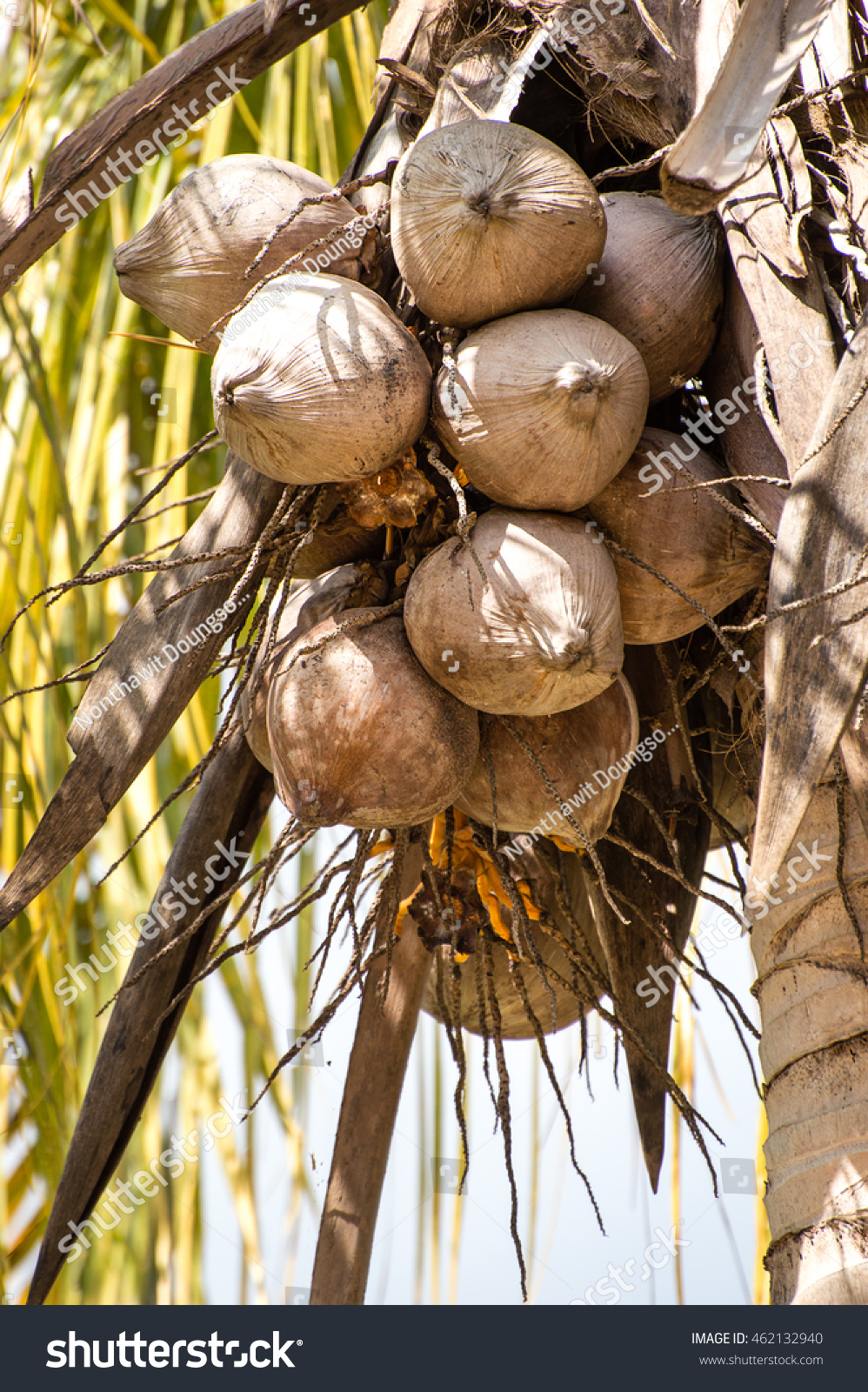 Eastern Thailand Mature Coconut Fruits Scientific Stock Photo Edit Now 462132940