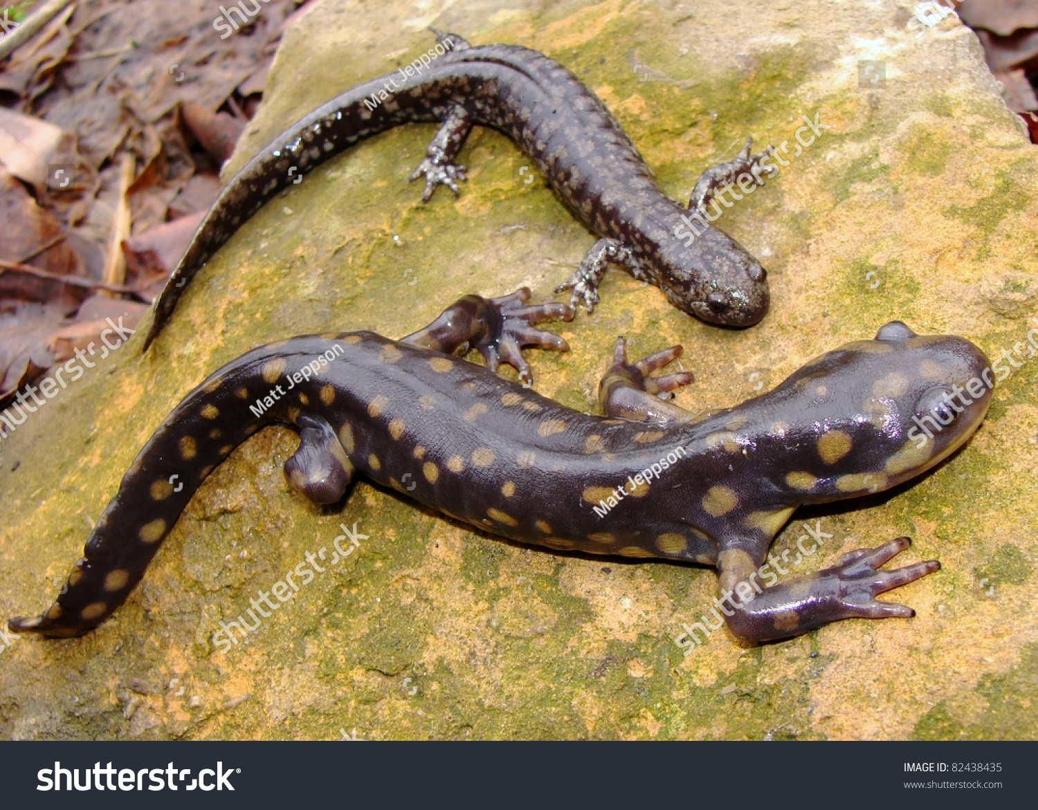 Eastern Tiger Salamander Ambystoma Tigrinum Smallmouth Foto de stock