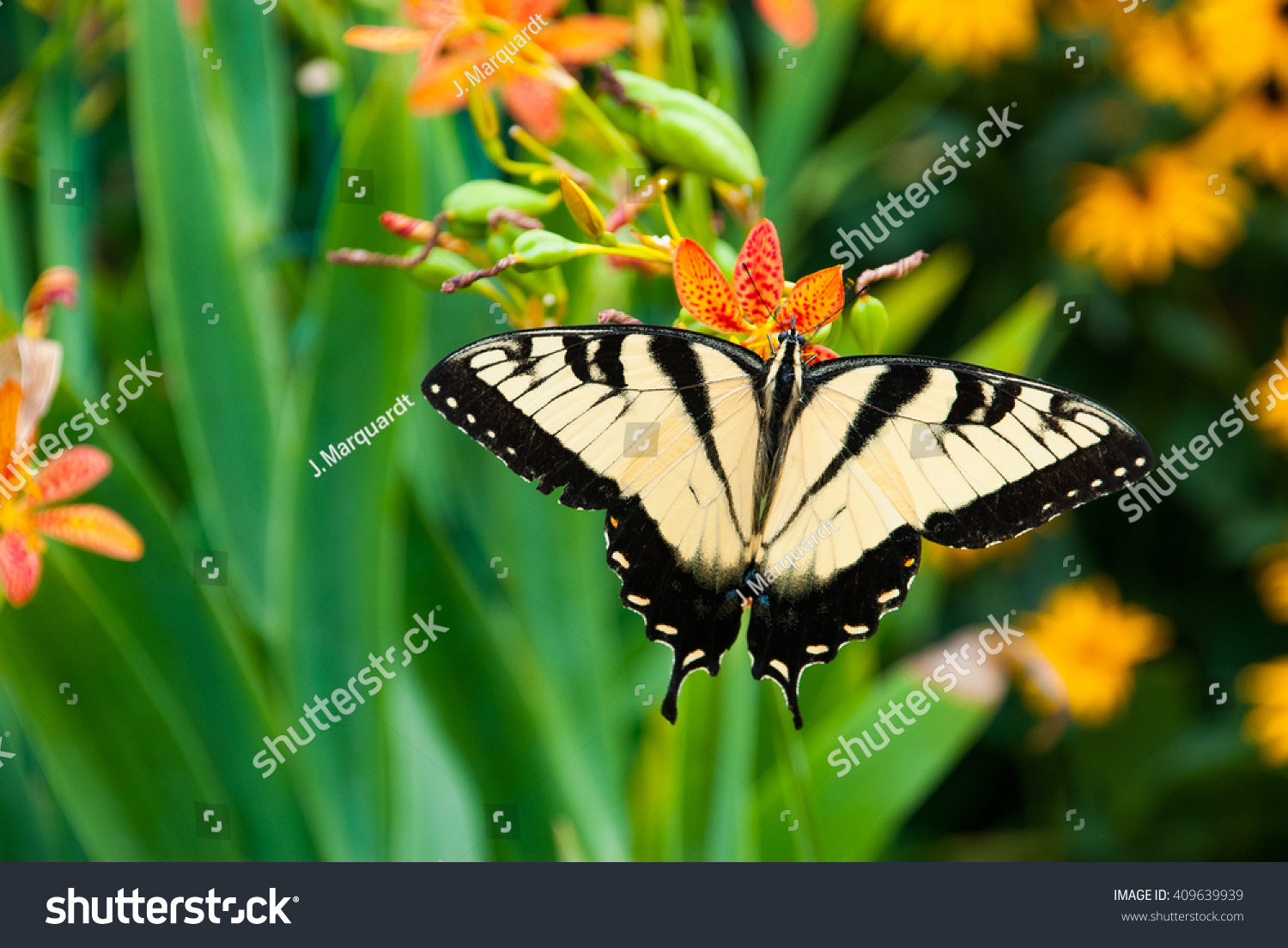 Eastern Tiger Swallowtail Butterfly Virginia Garden Stock Photo (Edit ...