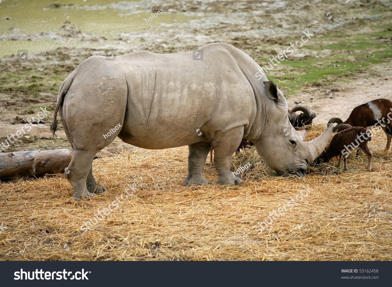 Eating Rhino Eating African Rhinoceros Stand Up Stock Photo 53162458 ...