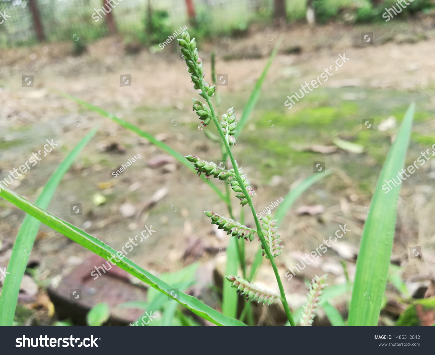 Echinochloa Colona Awnless Barnyard Grass Stock Photo Edit Now