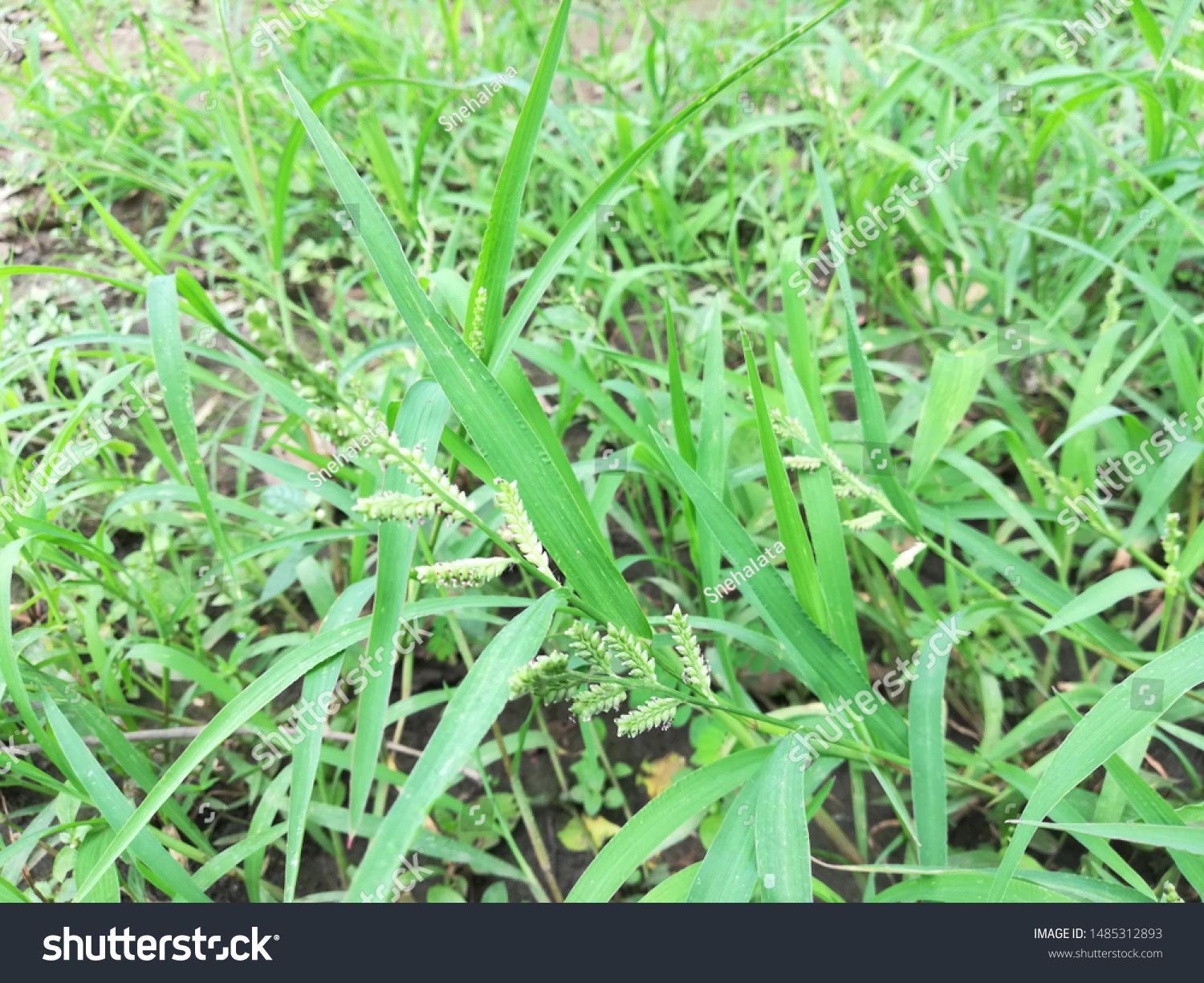 Echinochloa Colona Awnless Barnyard Grass Stock Photo Edit Now