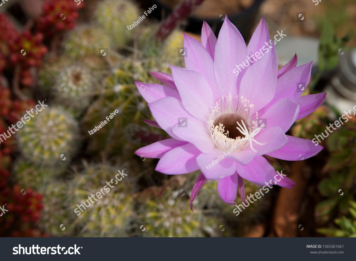 Purple Cactus Flowers Images Stock Photos Vectors Shutterstock