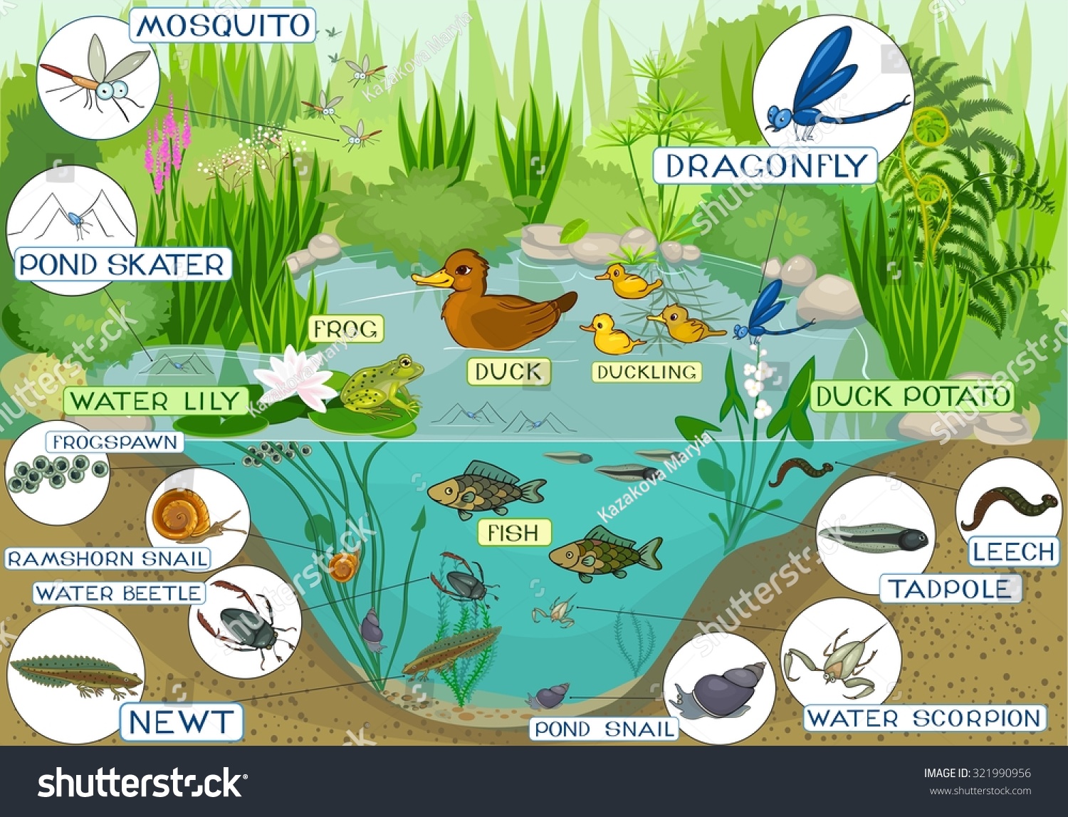 Ecosystem Of Pond Stock Photo 321990956 : Shutterstock