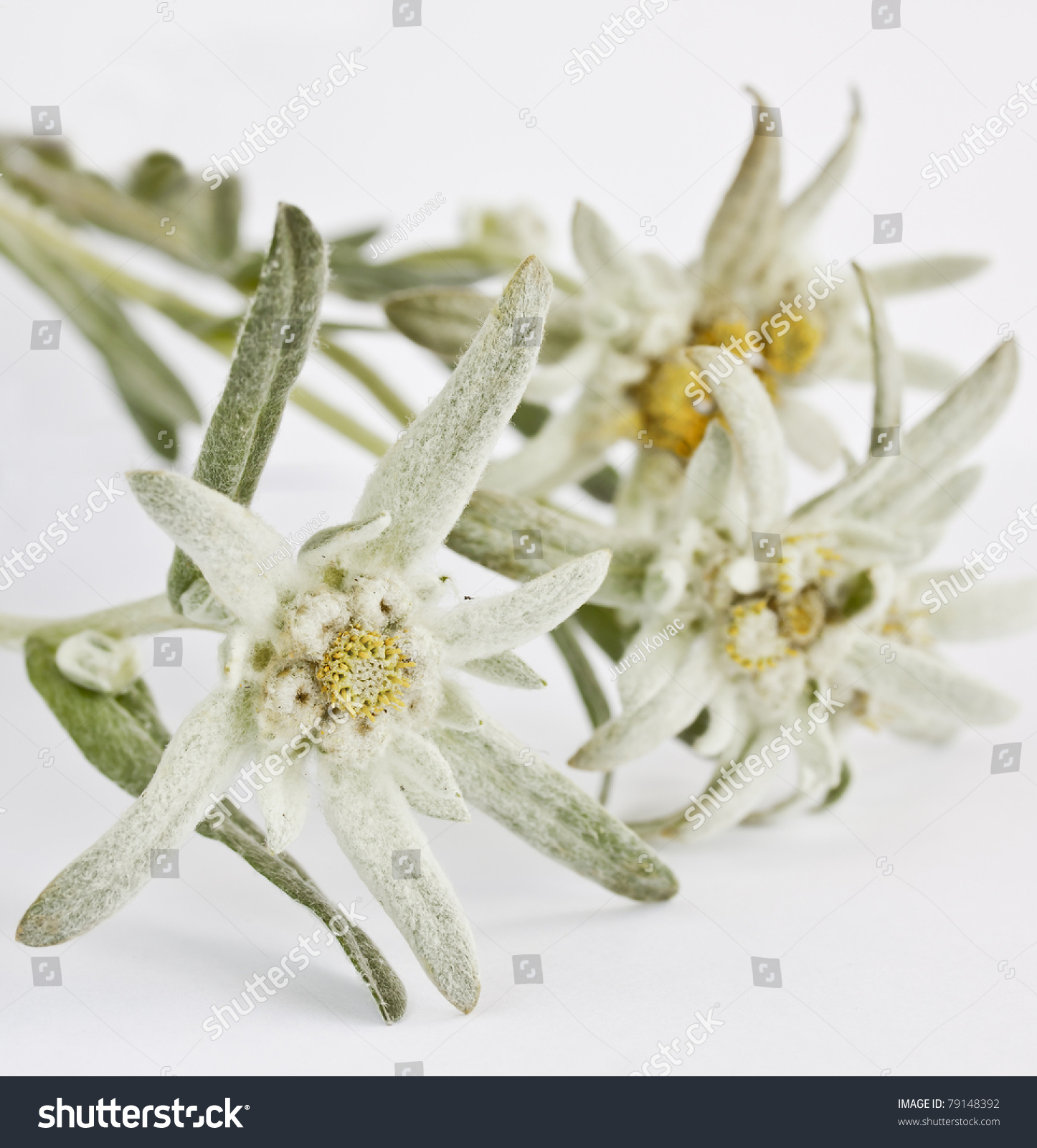 Edelweiss Flower Isolated On White Background Stock Photo ...