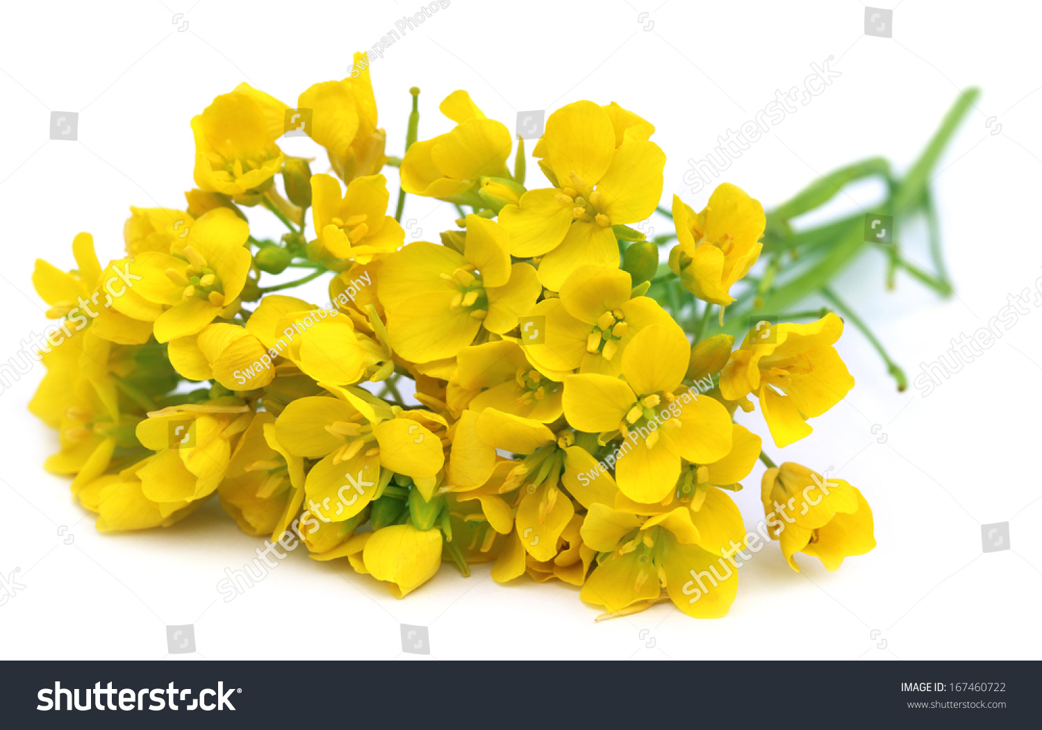 Edible Mustard Flowers Over White Background Stock Photo 167460722 ...