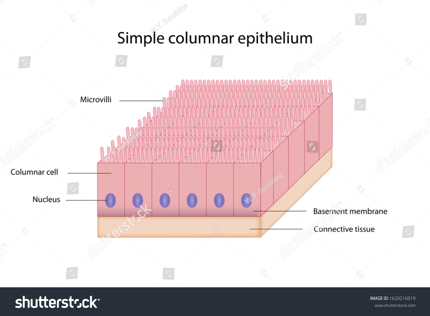 Education Chart Columnar Epithelium Shows Tall Stock-illustration ...