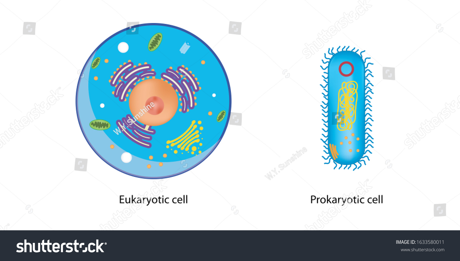 Education Chart Difference Structures Between Bacteria Stock ...