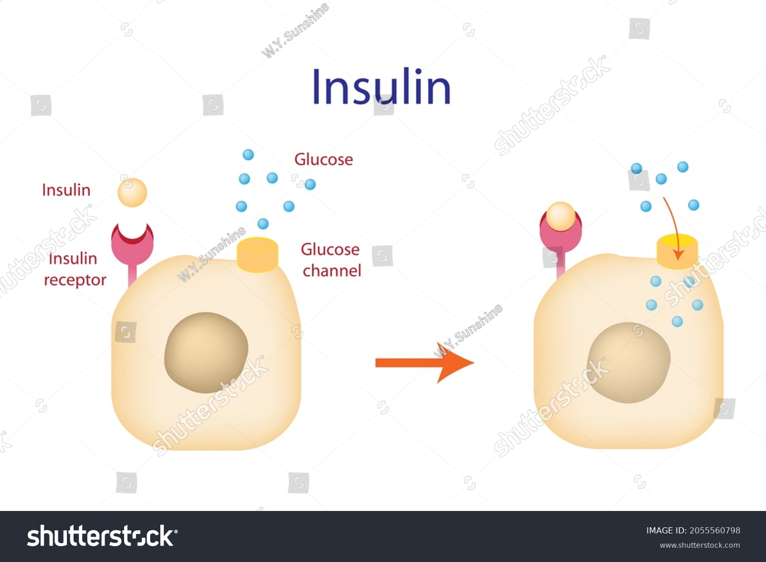 27 Mechanism action insulin Images, Stock Photos & Vectors | Shutterstock