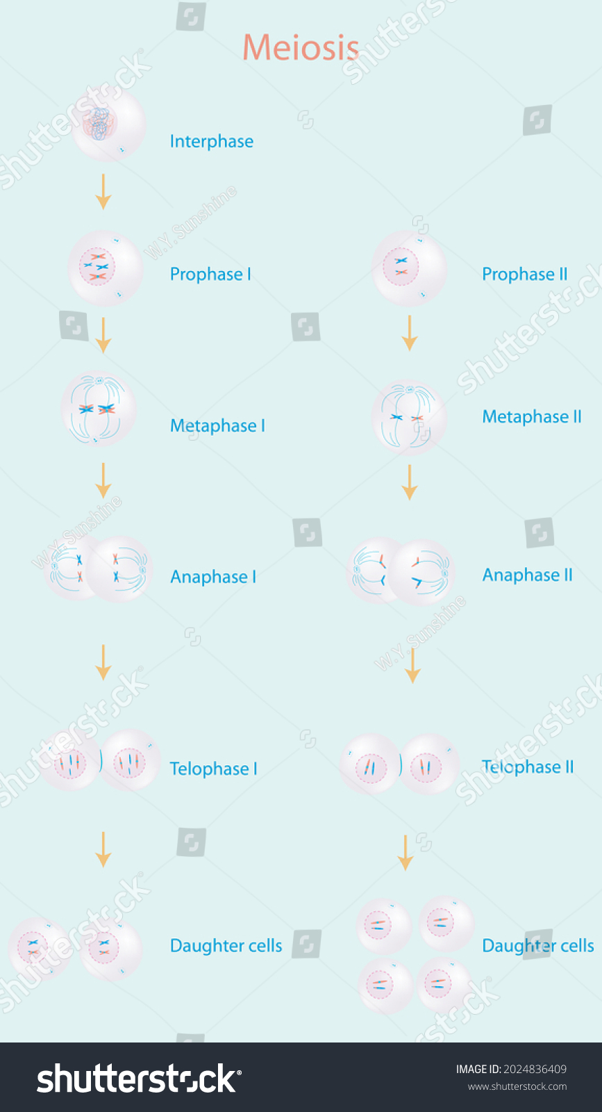 Education Chart Sex Cell Division Meiosis Stock Illustration 2024836409 Shutterstock 3010