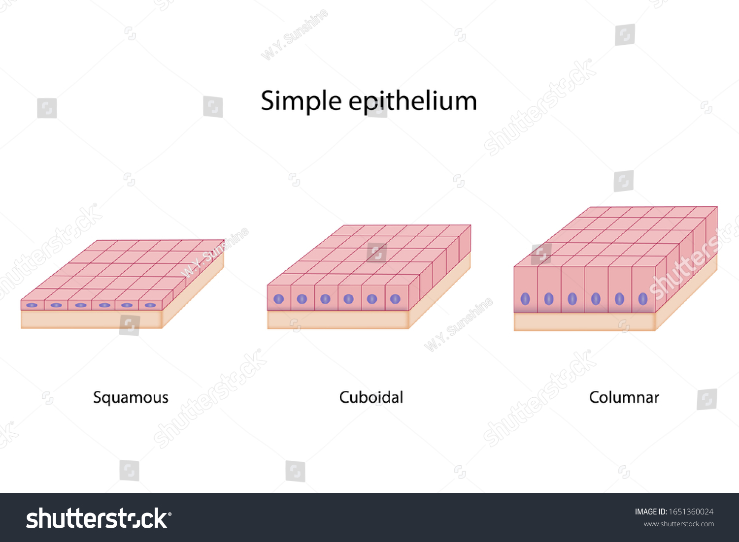 Education Chart Simple Epithelium Shows Shape Stock Illustration ...