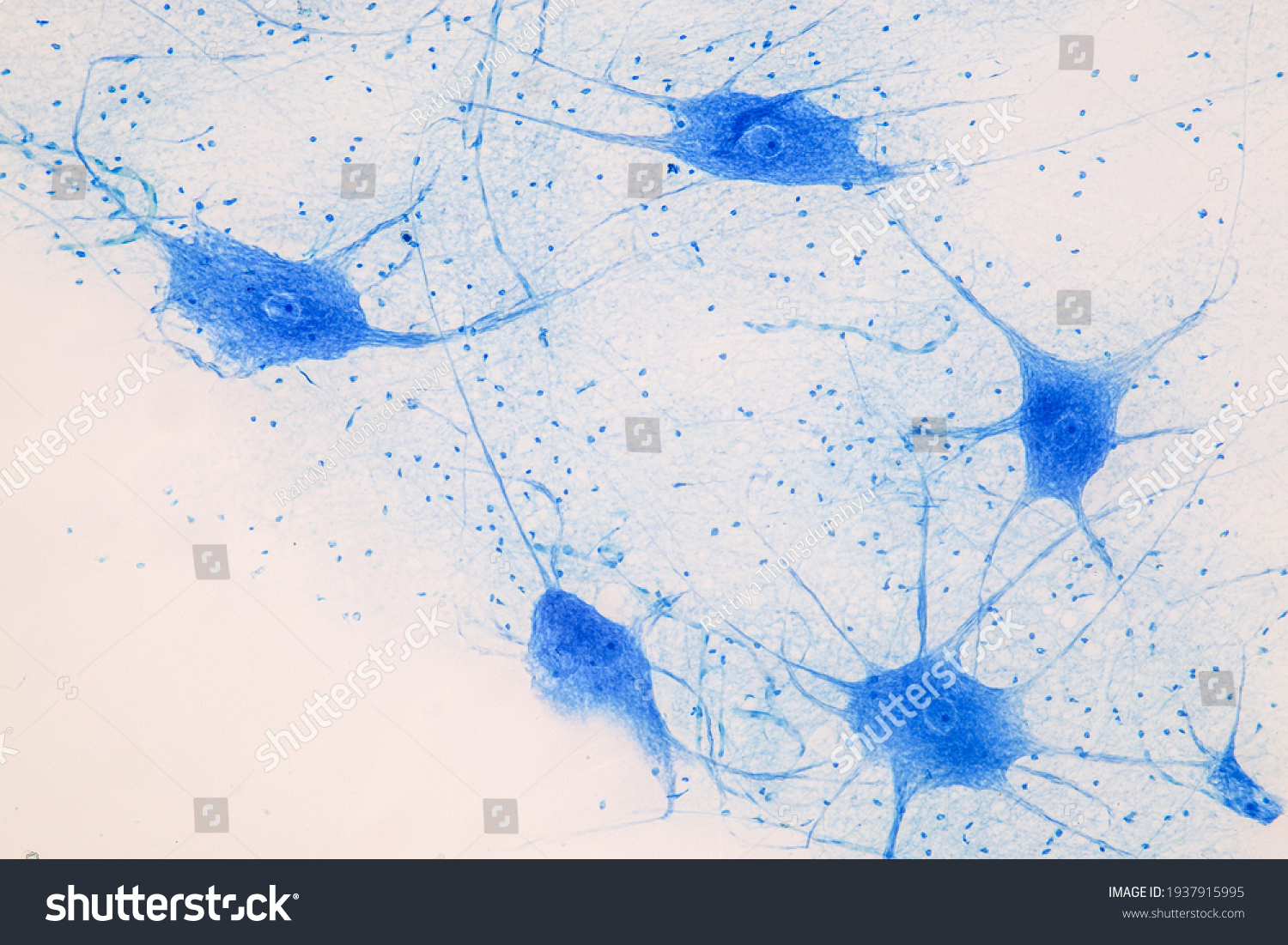 Education Spinal Cord Nerve Cerebellum Cortex Stock Photo (Edit Now ...