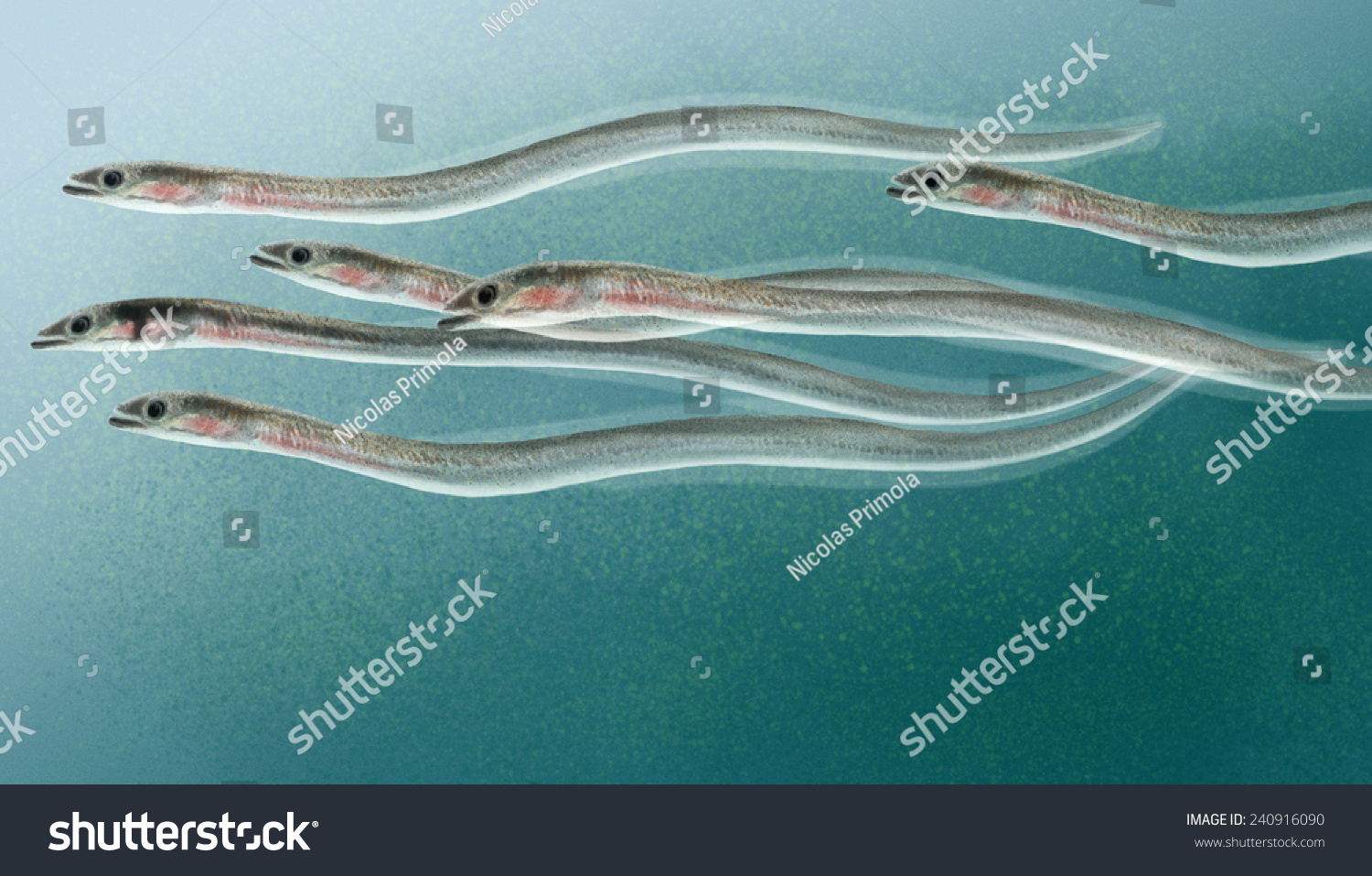1,140 Young eel Images, Stock Photos & Vectors Shutterstock