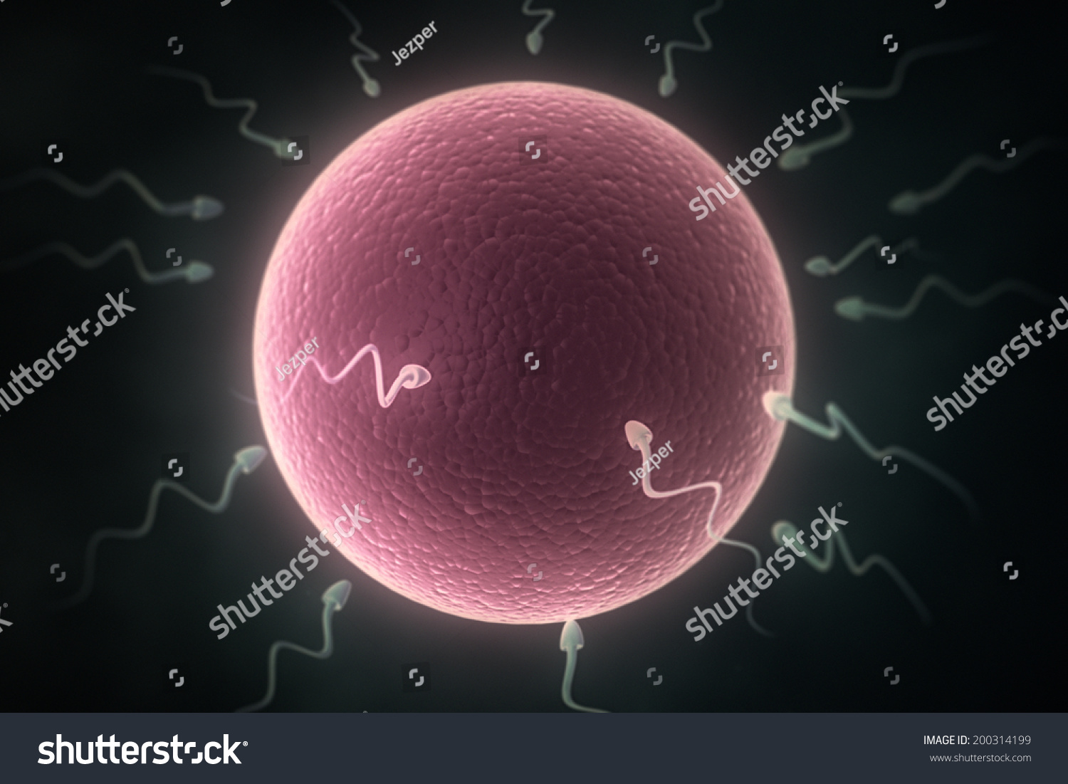 Egg And Sperm Cells Stock Photo 200314199 : Shutterstock