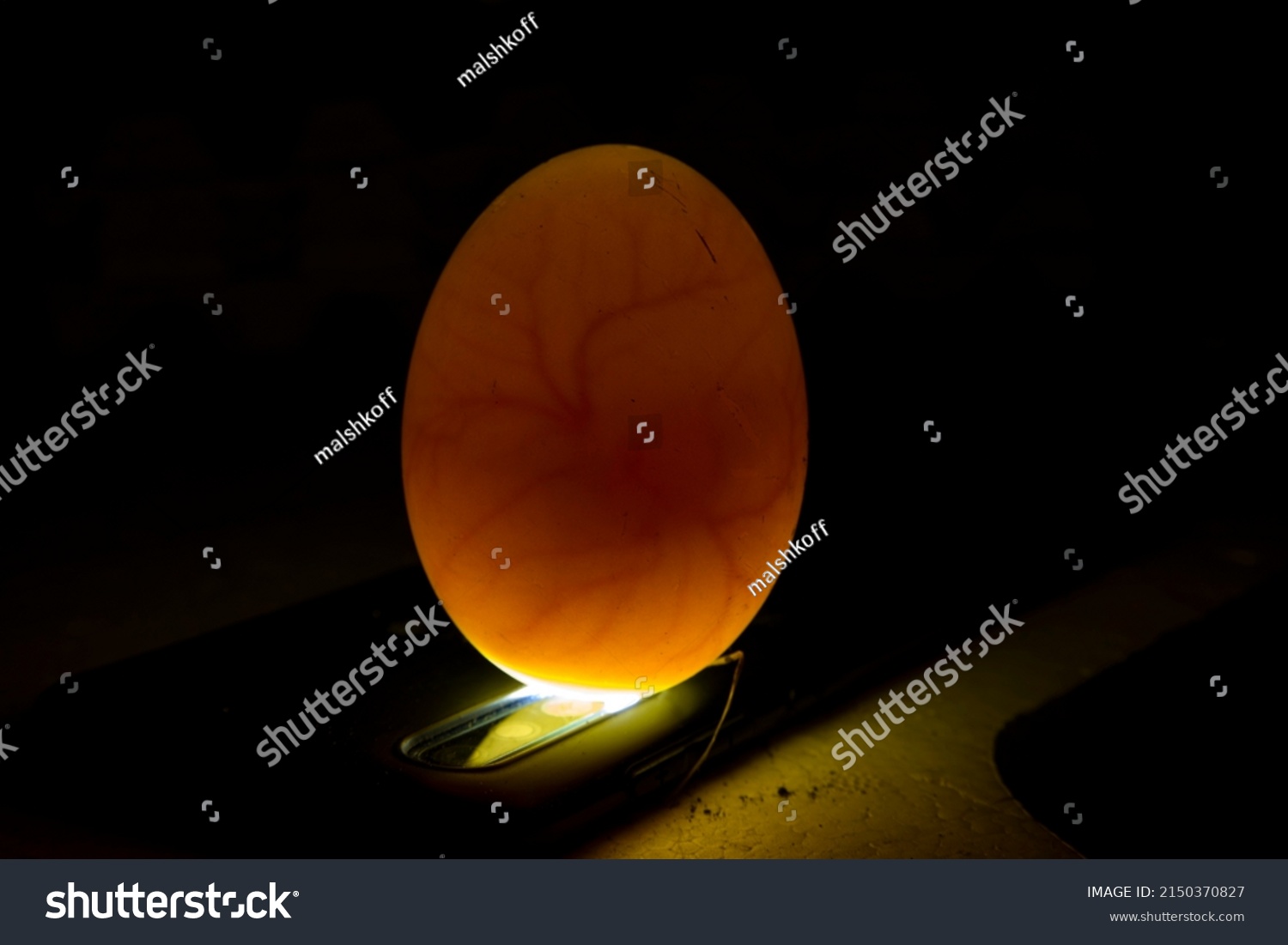 Egg Chicken Embryo Inside Fertilized Egg Stock Photo 2150370827 Egg Chicken Embryo Inside Fertilized Egg Stock Photo 2150370827