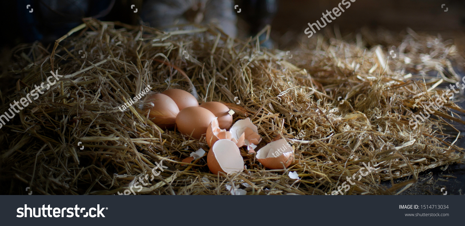 Eggs Straw Nest Old Lanterns Old Stock Photo Edit Now 1514713034