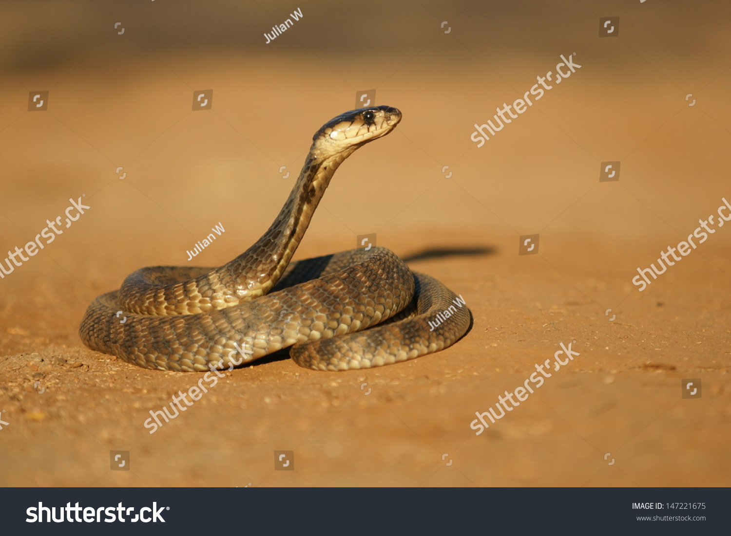 Egyptian Cobra Stock Photo 147221675 - Shutterstock