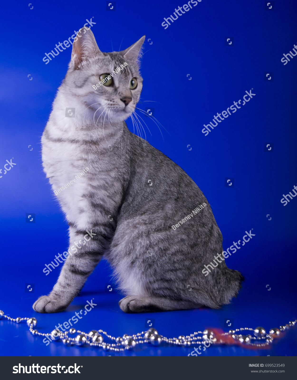 Egyptian Mau Cat On Blue Background Animals Wildlife Stock Image 699523549