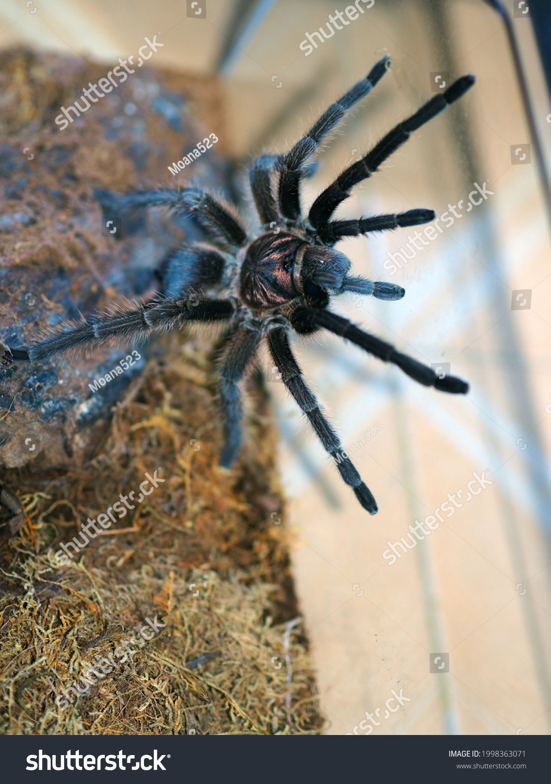 Eight Legged Mature Male Venomous Tarantula Stock Photo (Edit Now ...