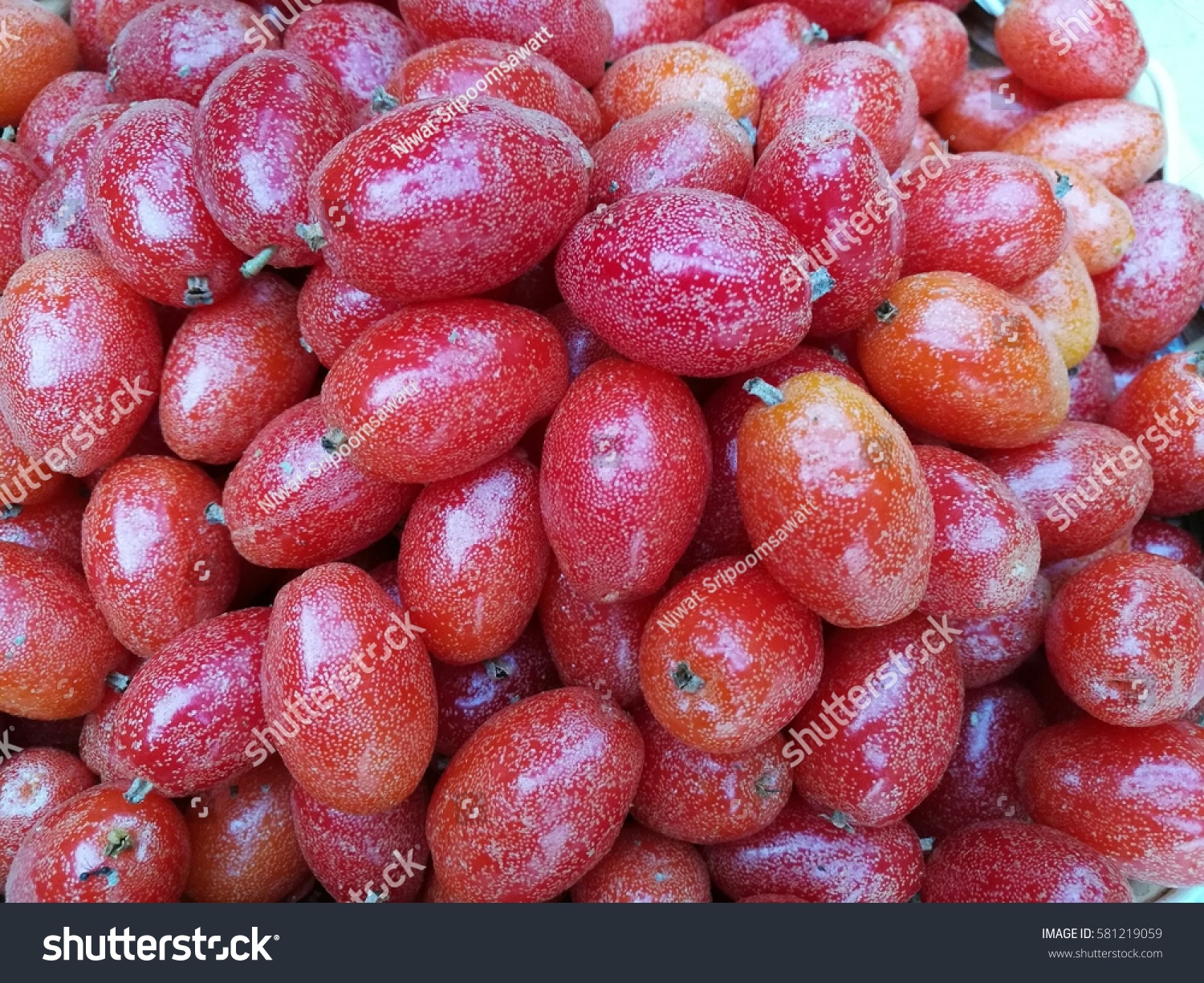 Elaeagnus Latifolia Stock Photo 581219059 | Shutterstock