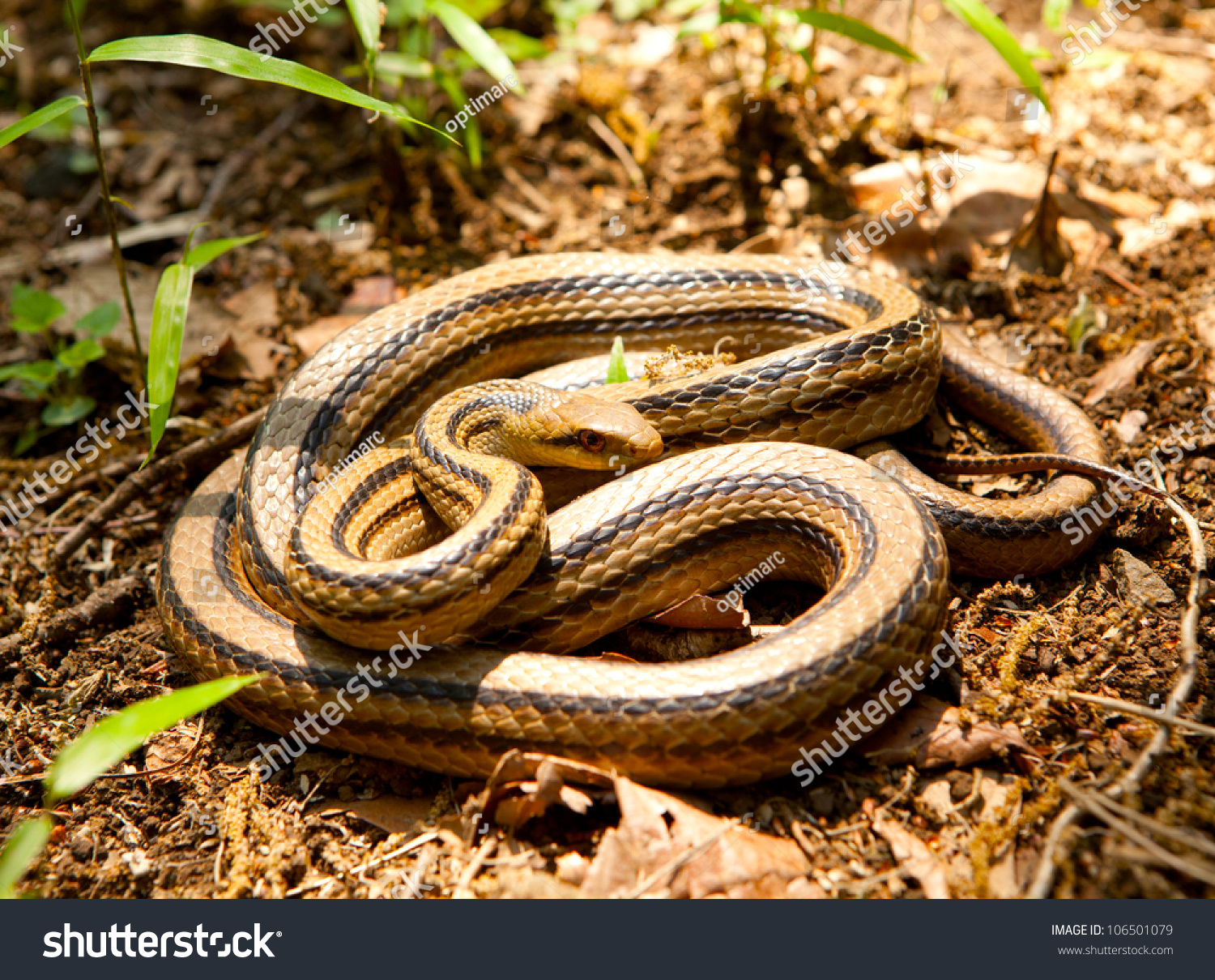 Elaphe Quadrivirgata(Japanese Four-Lined Ratsnake / Japanese Striped ...