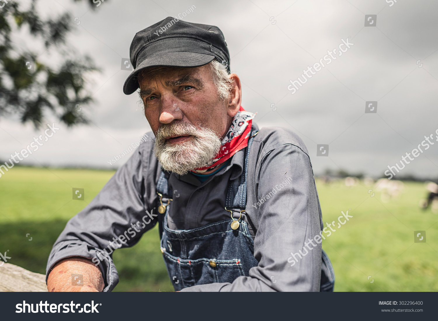 Elderly Grey-Haired Bearded Farmer Leaning On A Paddock Fence Watching ...