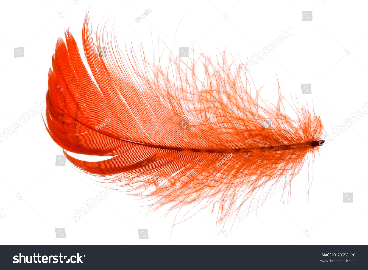 Elegant Feather Stock Photo (Edit Now) 73558120