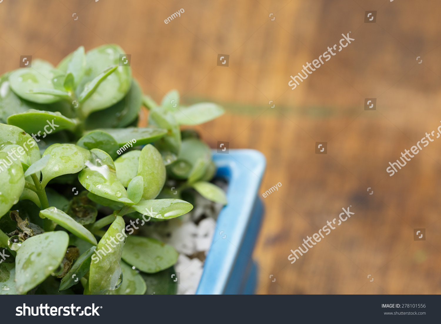 Elegant Rosette, Stone Lotus Plant Stock Photo 278101556 : Shutterstock