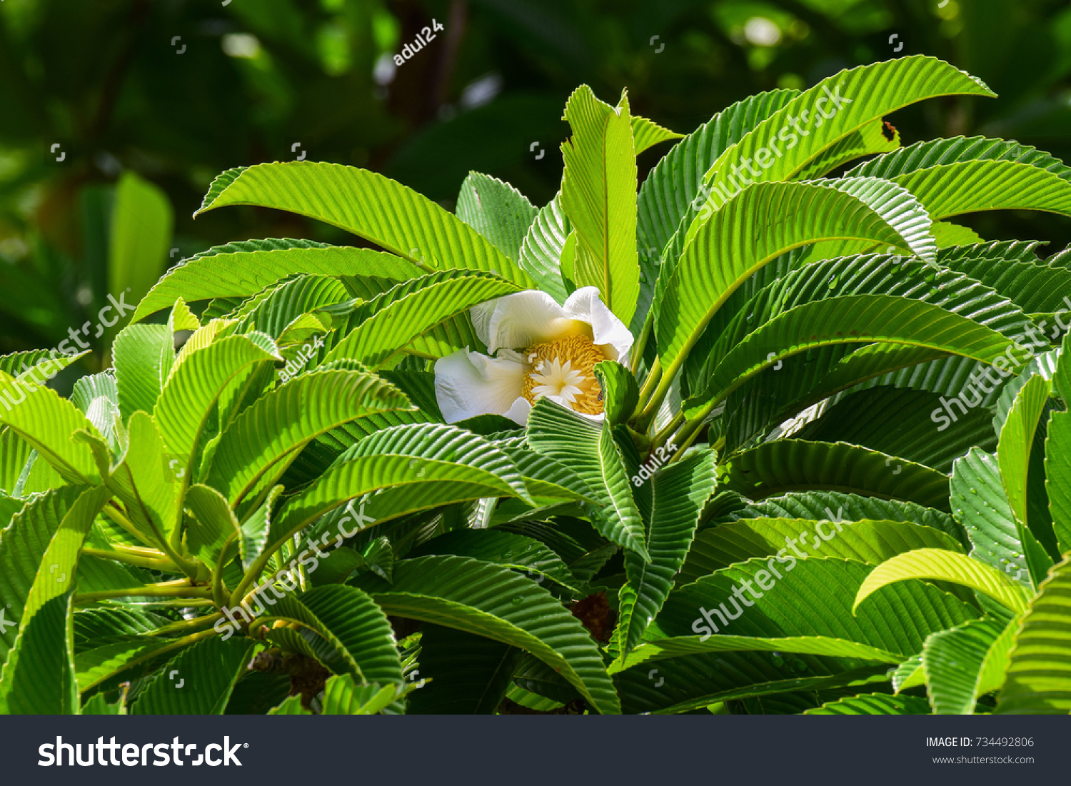 471 Dillenia indica Images, Stock Photos & Vectors | Shutterstock