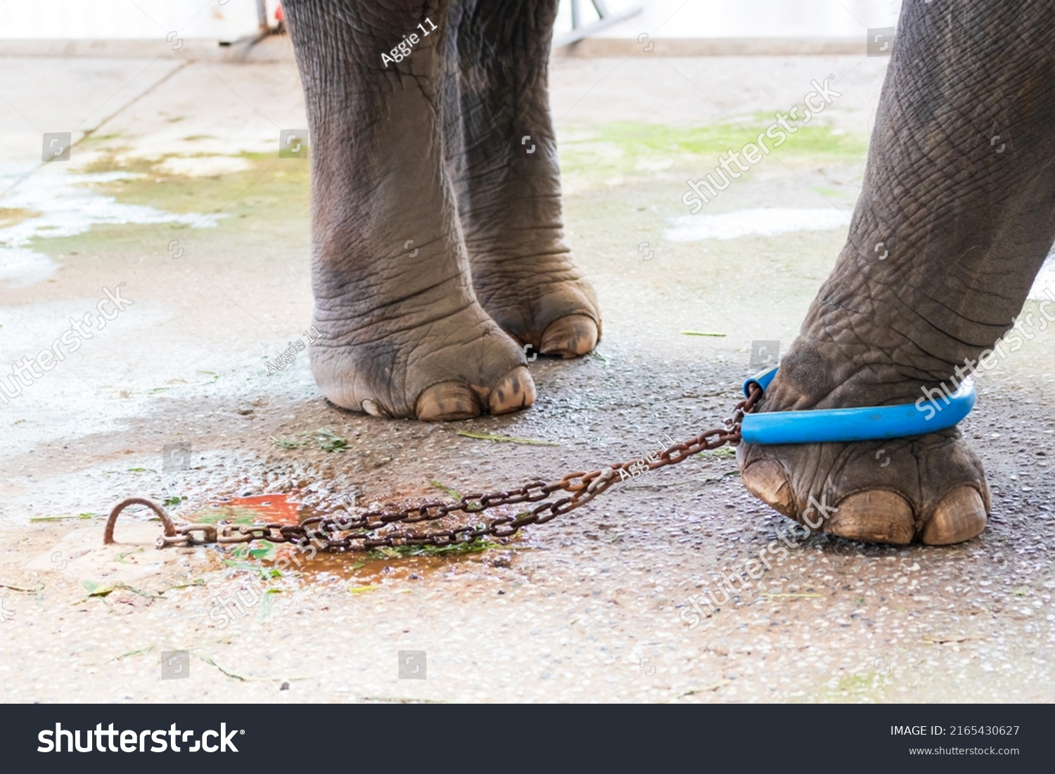 Elephant Chaineda Chain Holds Elephants Leg Stock Photo 2165430627 ...