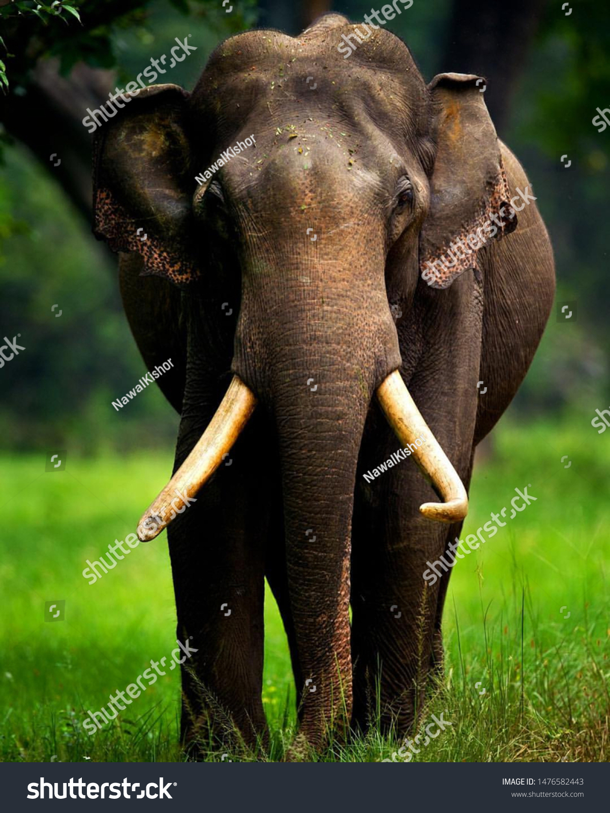 Elephant Forest Big Elephant Hathi Elephant の写真素材 今すぐ編集