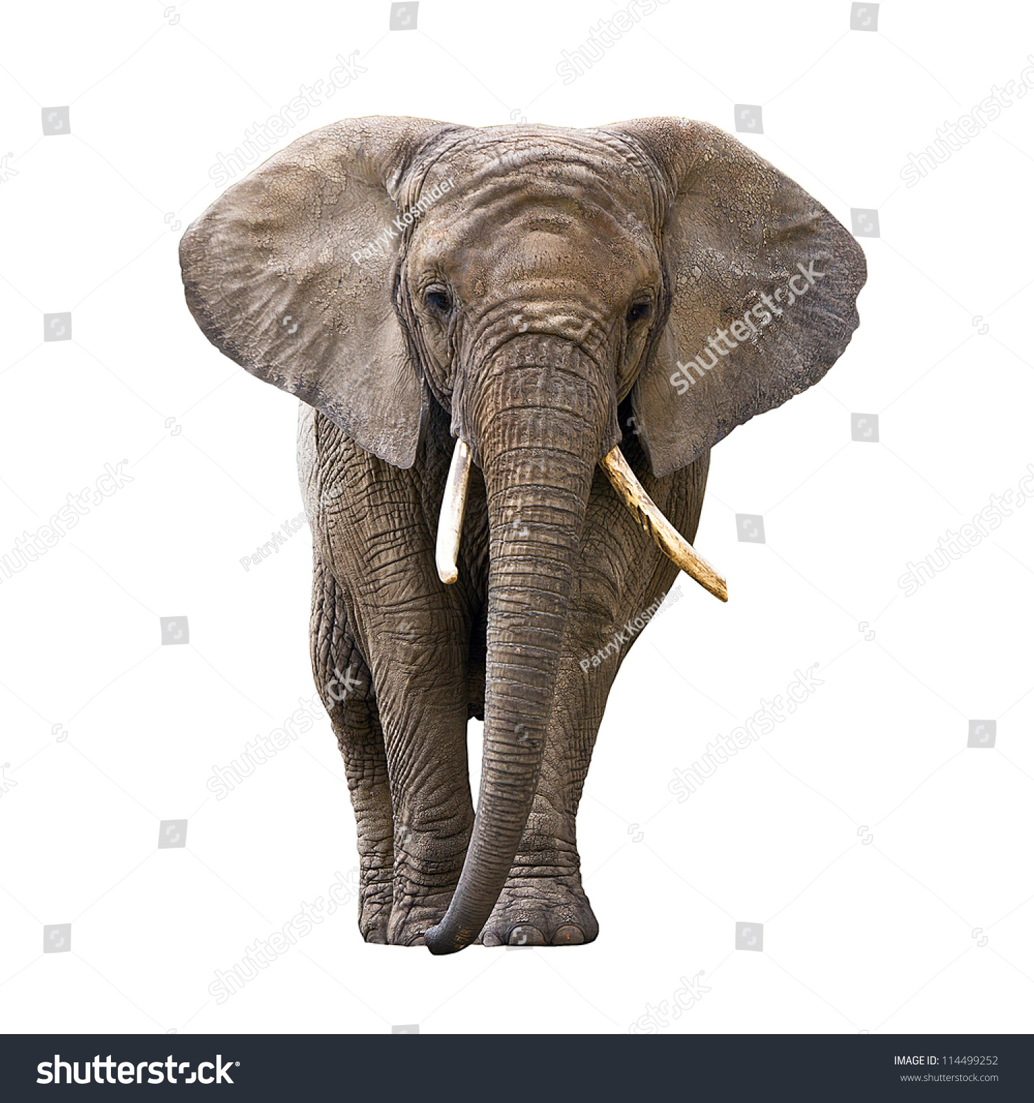 Elephant Isolated On White Stock Photo 114499252 - Shutterstock