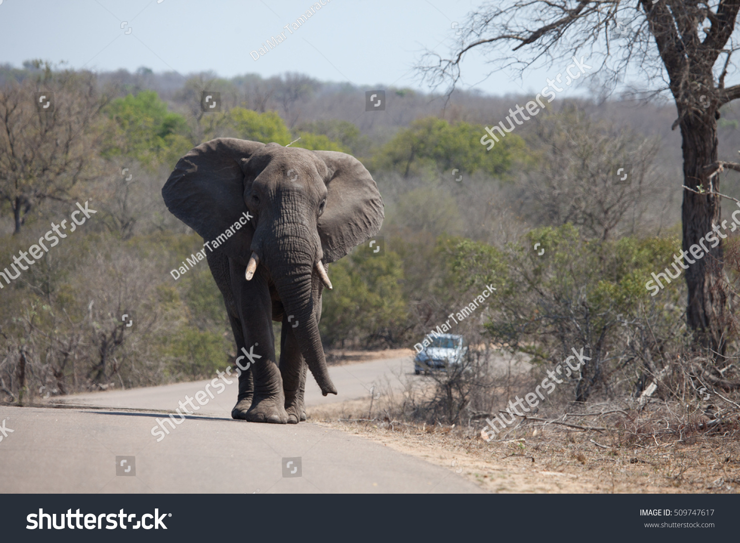 Elephant On Road Car Behind Stock Photo (Edit Now) 509747617 | Shutterstock