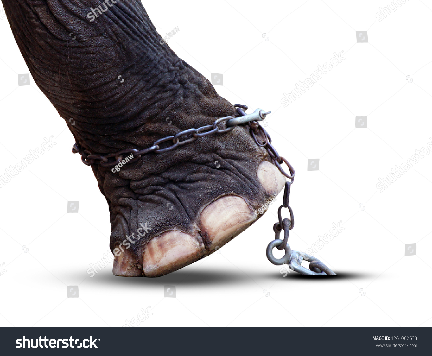 656 Chained elephant leg Images, Stock Photos & Vectors | Shutterstock