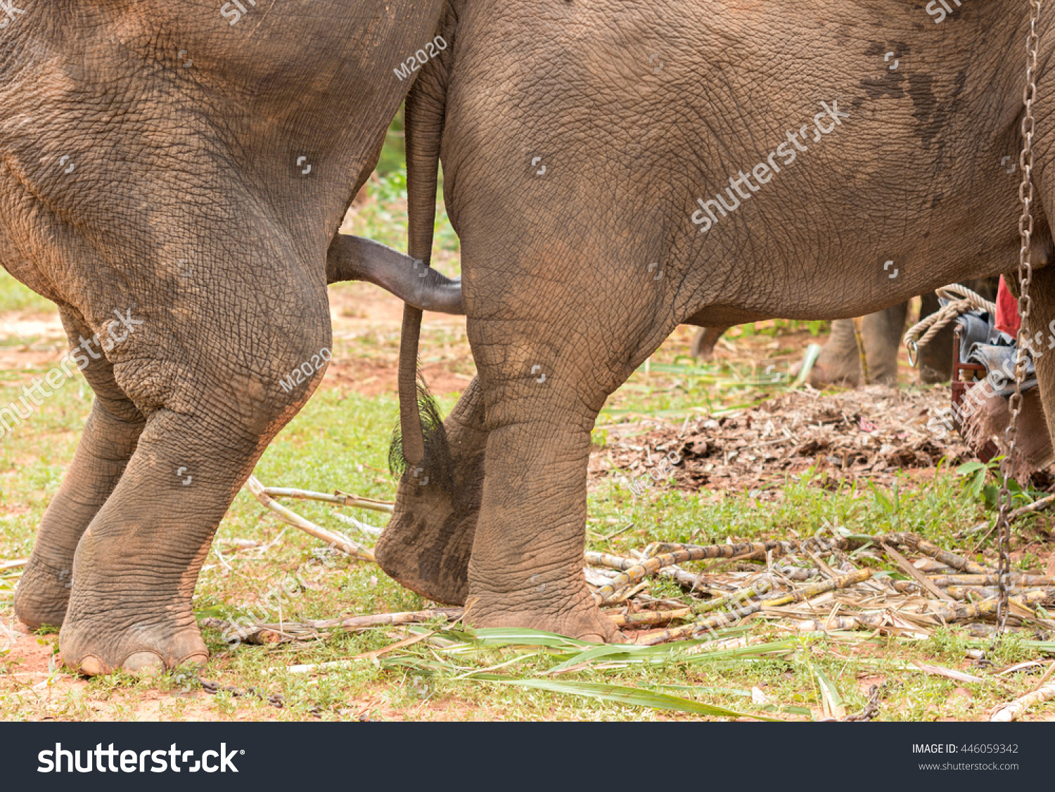 Elephant penis