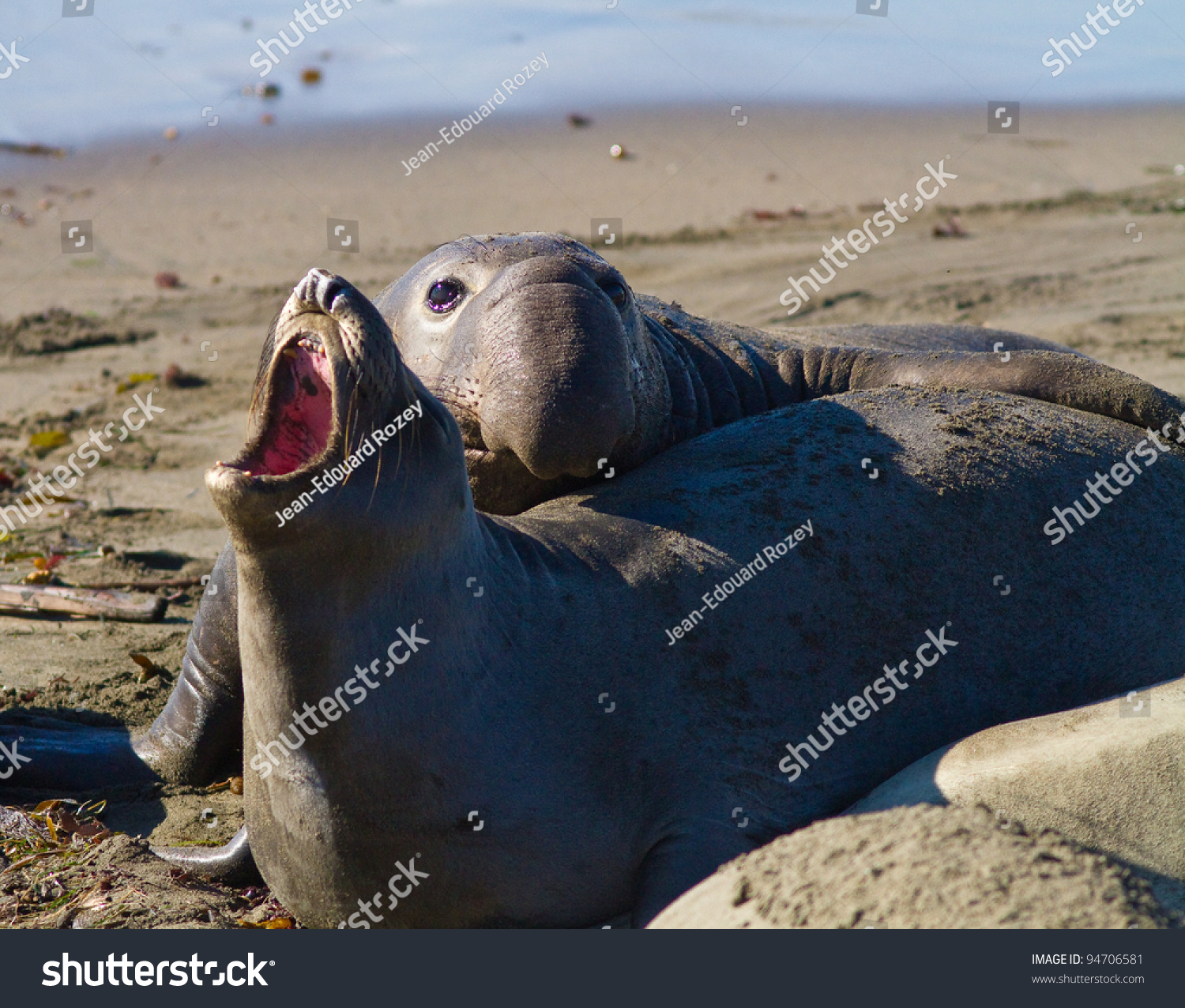 Elephant Seals Mating During Their Breeding Season On The California ...