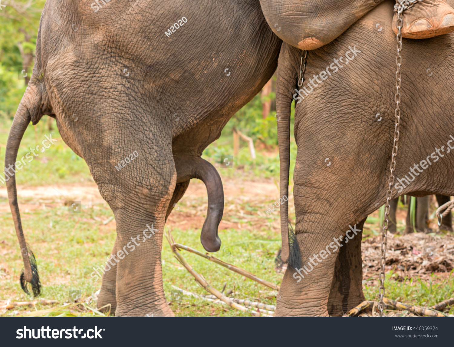 Elephant dick