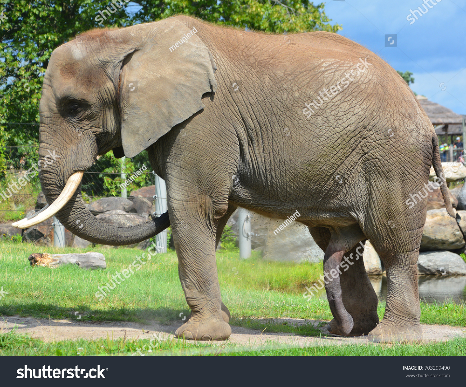 Are Elephants Mammals >> Elephants Large Mammals Family Elephantidae Order Stock Photo Edit Are Elephants Mammals >> Elephants Large Mammals Family Elephantidae Order Stock Photo Edit
