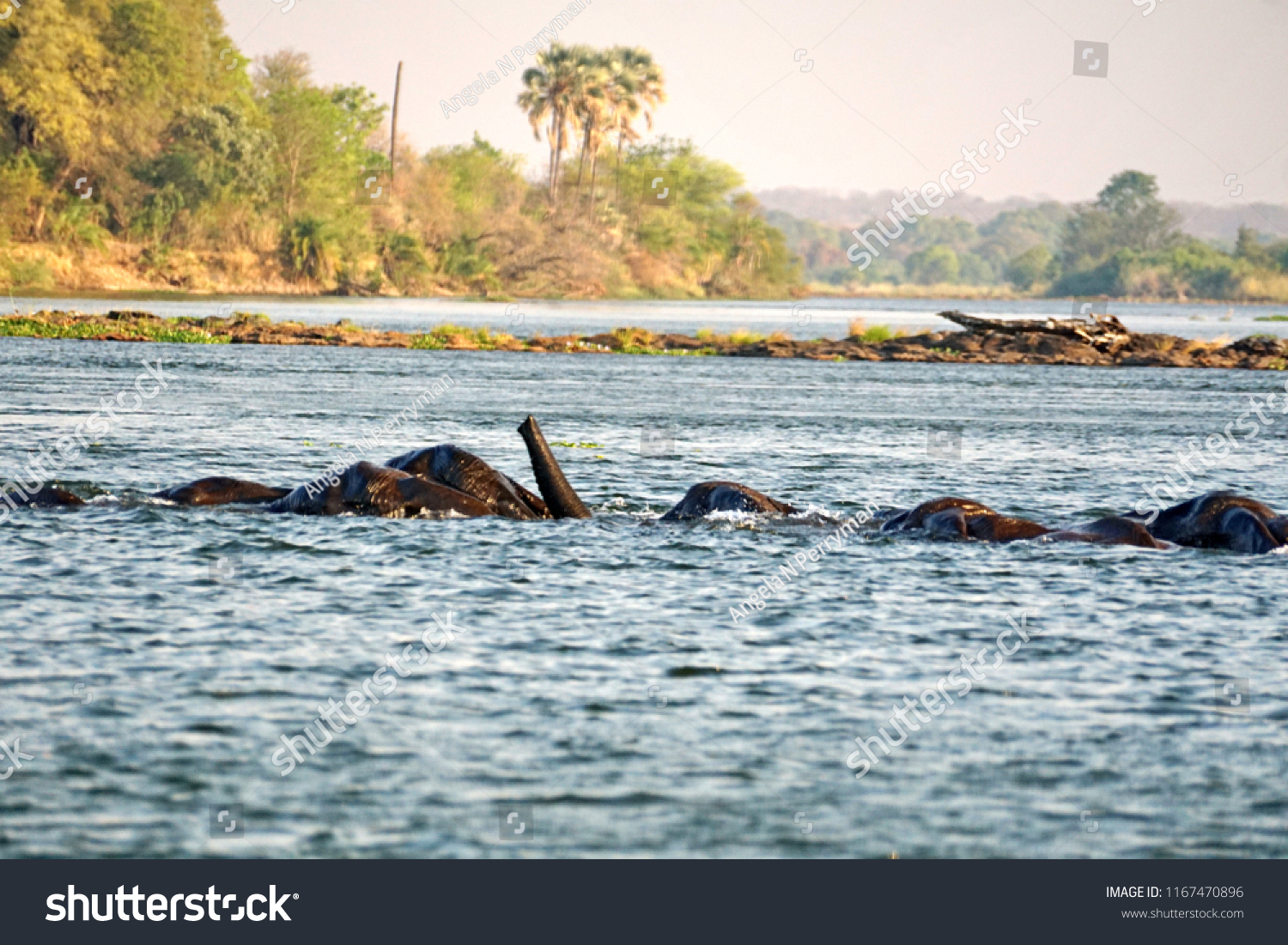 Elephants Having Sex Zambezi River Above Royalty Free Stock Image