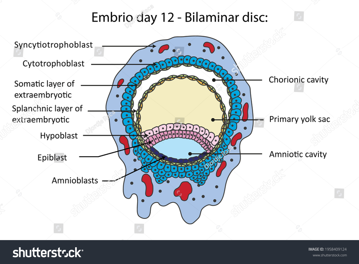 40 Chorionic cavity Images, Stock Photos & Vectors | Shutterstock