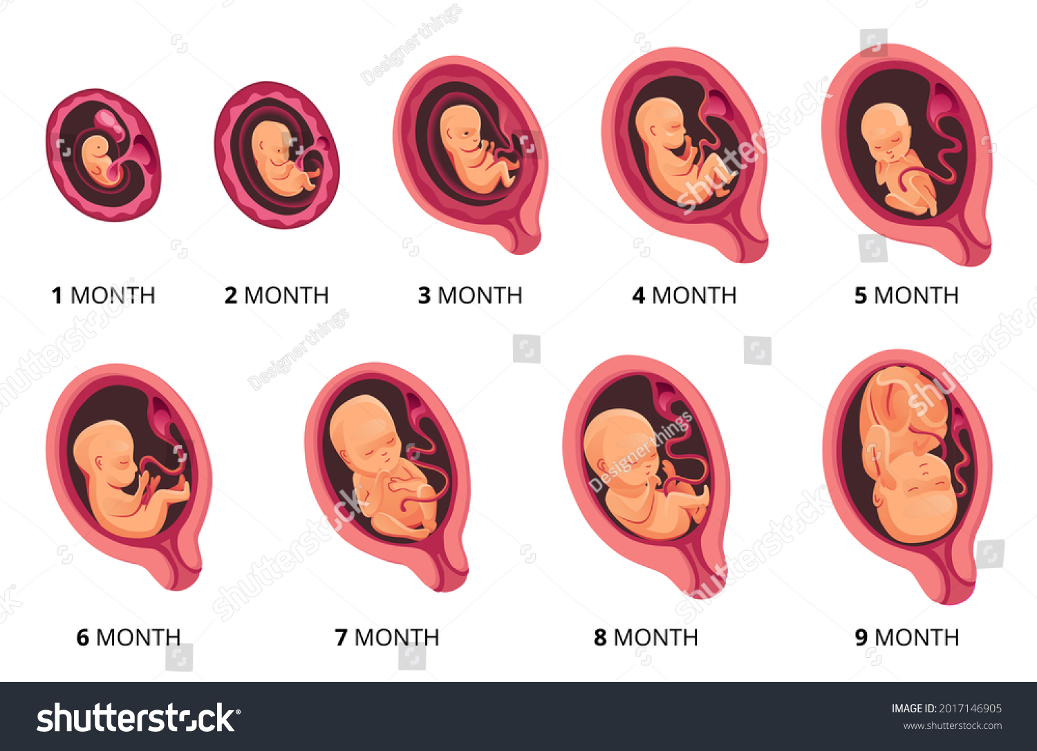 2,381 Embryo Months Images, Stock Photos & Vectors 