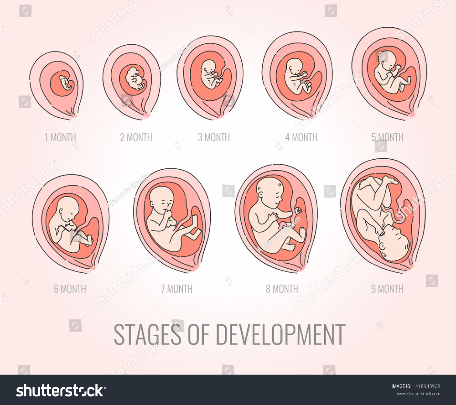 Embryo Month Stages Development Illustration Set Stock Illustration 