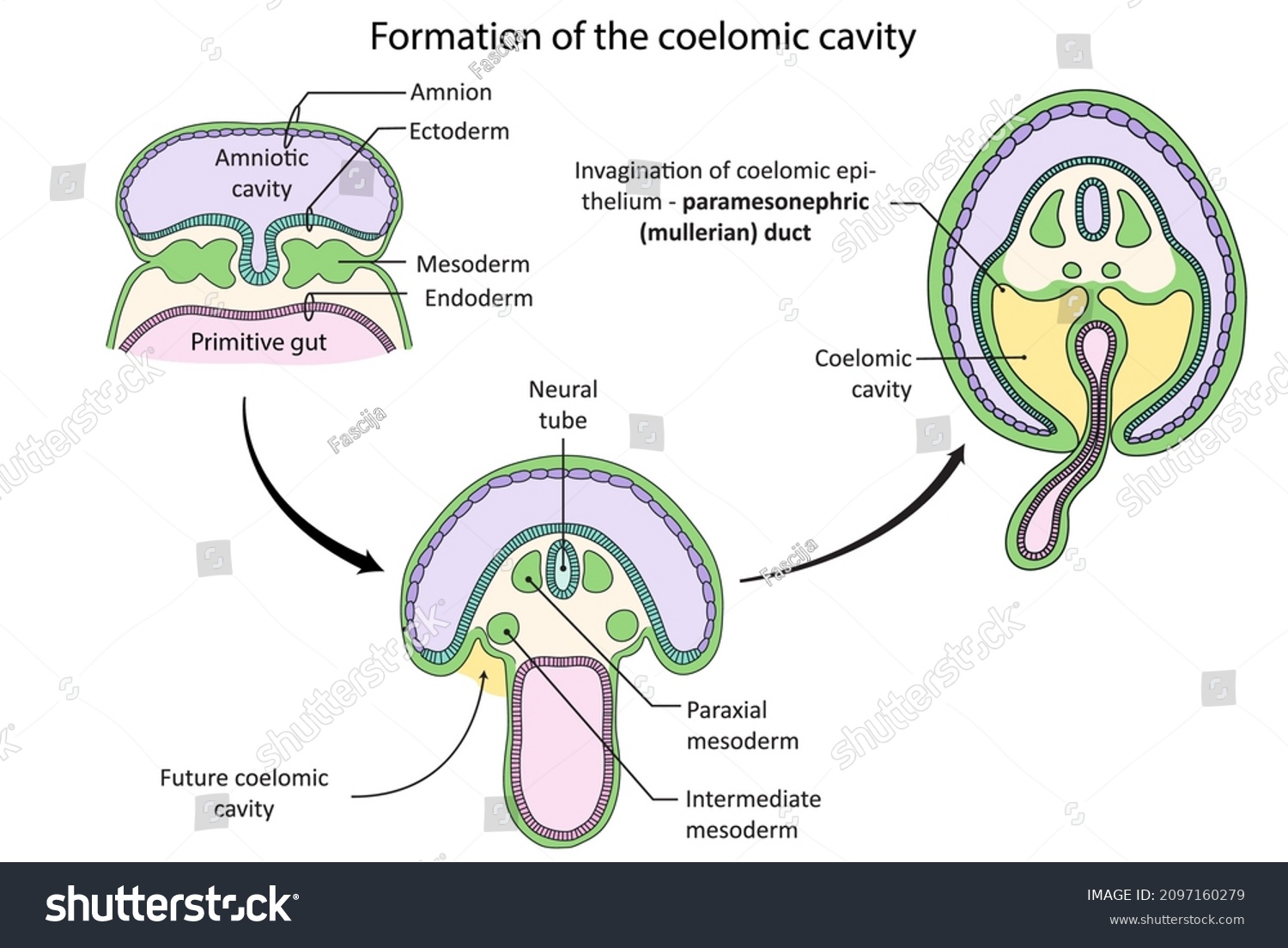 Embryo Transverse Section Development Coelomic Cavity Stock ...