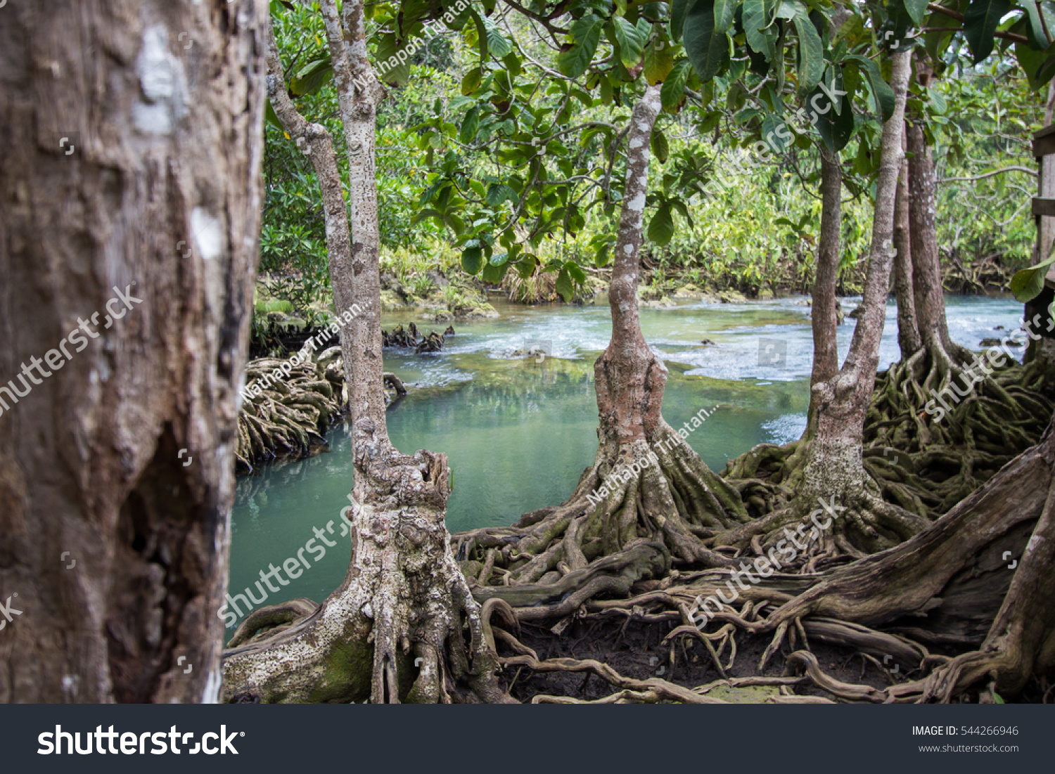 Emeraldgreen Water Tree Roots Peat Swamp Stock Photo 544266946 ...