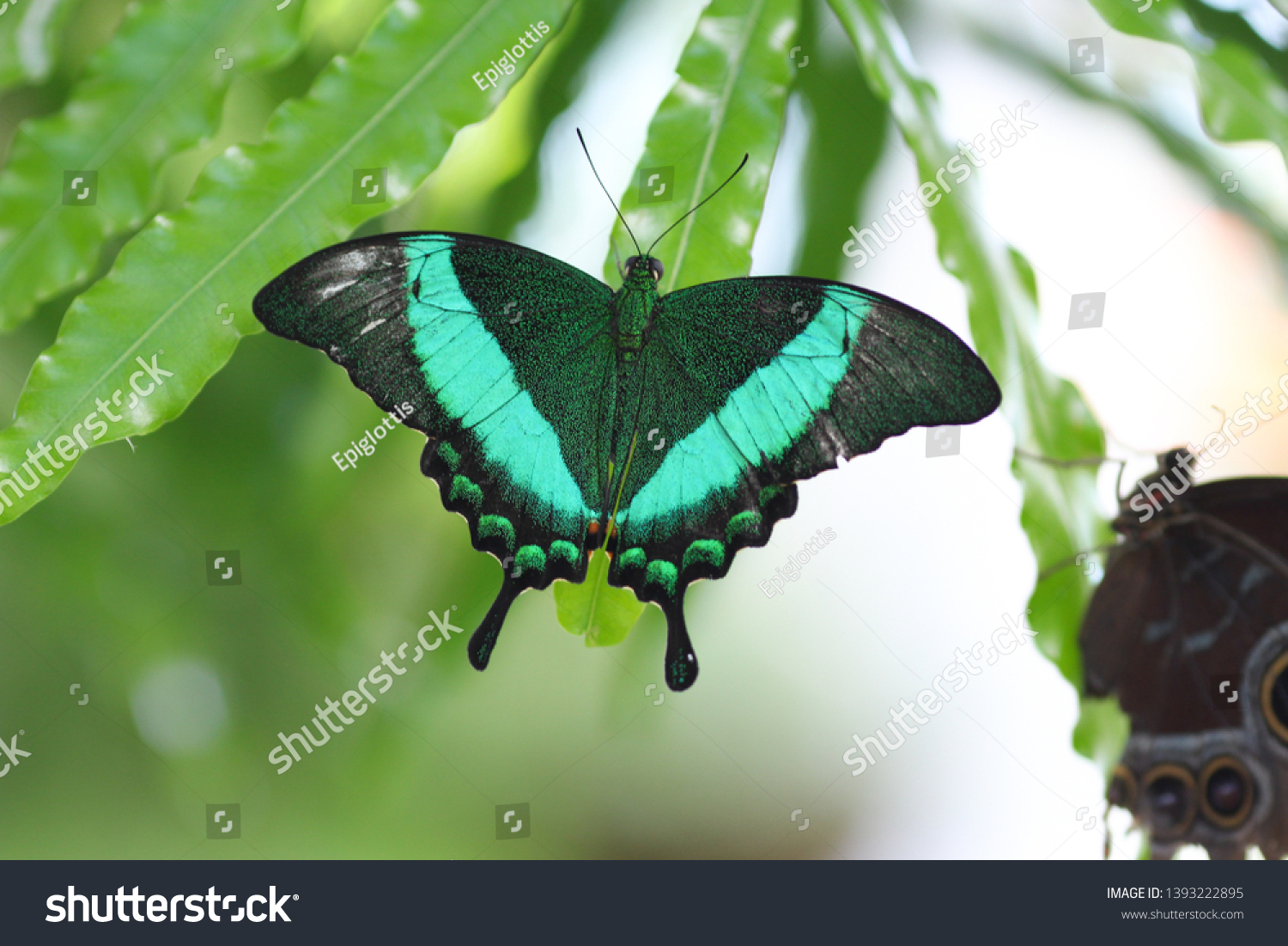 547 Emerald swallowtail butterfly Images, Stock Photos & Vectors