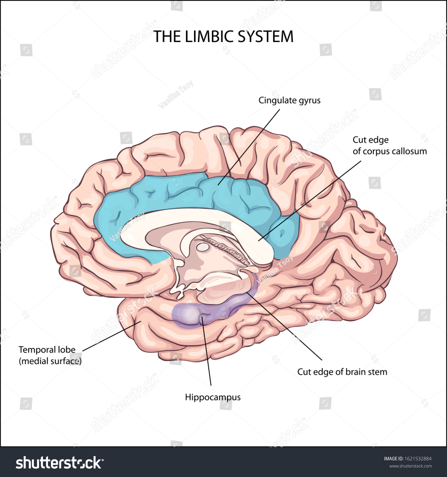 Emotional Intelligence Limbic System Anatomy Central Stock Illustration ...