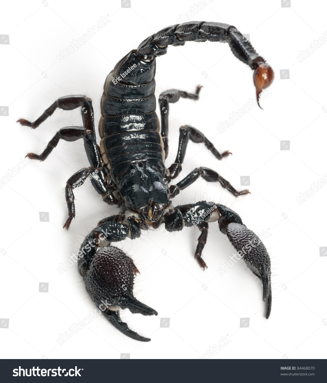 Emperor Scorpion Pandinus Imperator 1 Year Stock Photo 84468070 ...