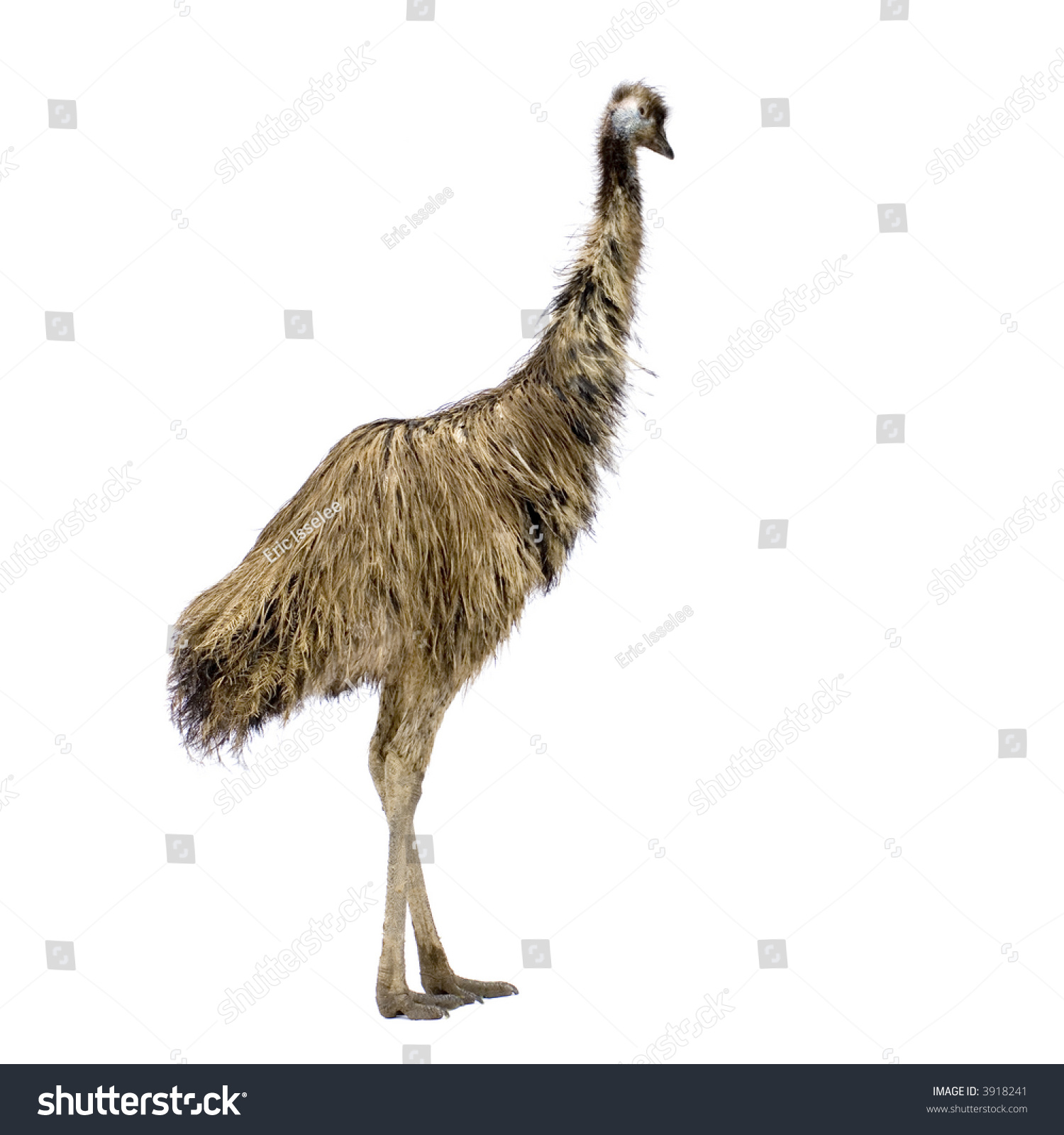 Emu In Front Of A White Background Stock Photo 3918241 : Shutterstock