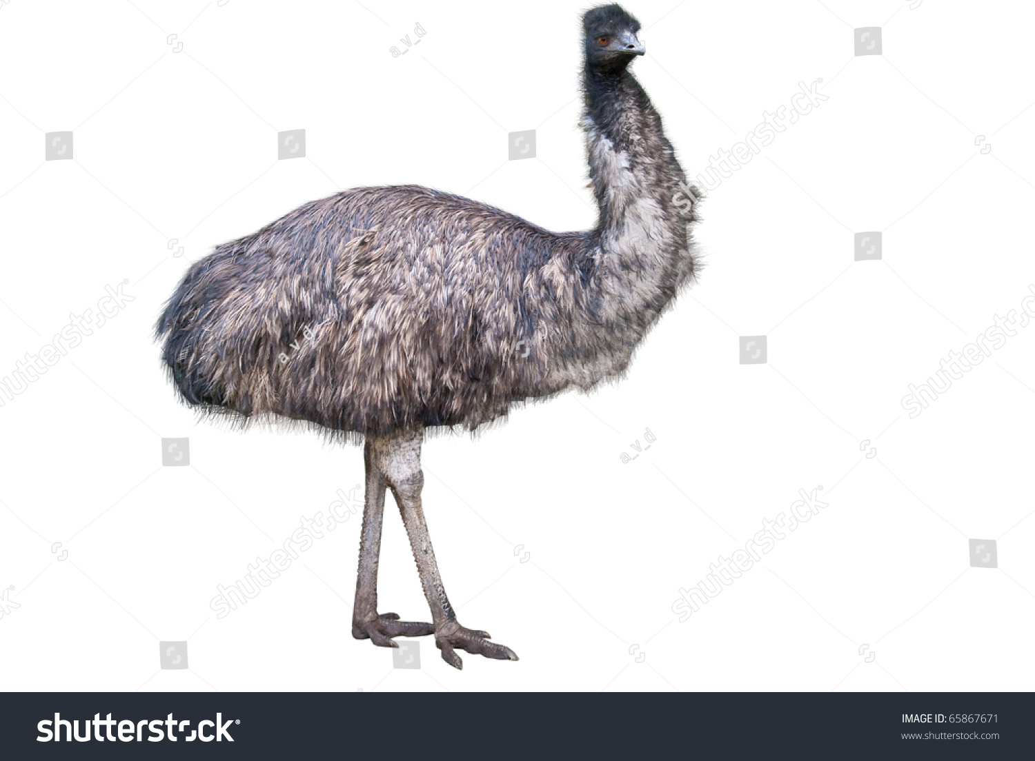 Emu Isolated On White Background Stock Photo (Edit Now) 65867671