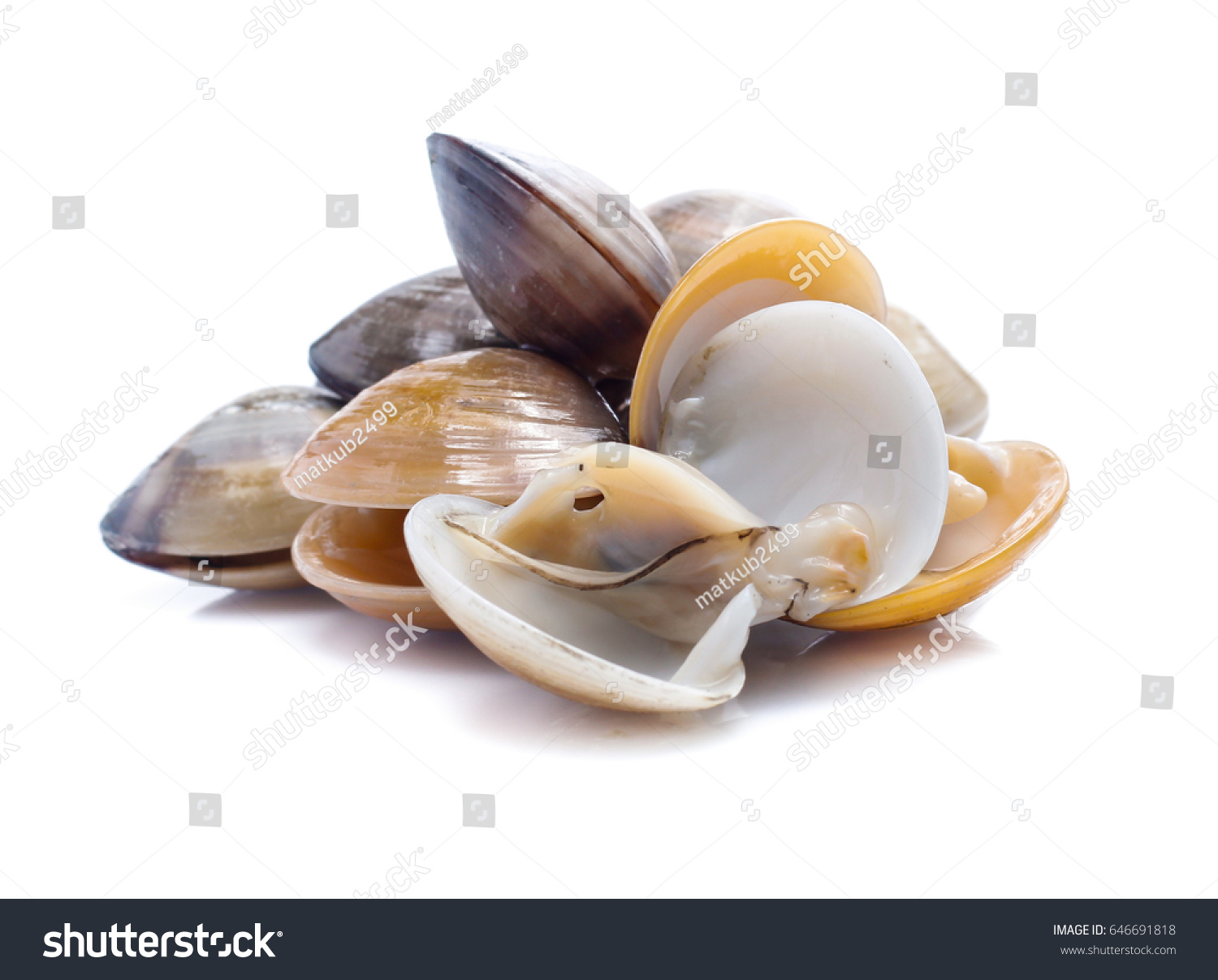 Enamel Venus Shell On White Background Stock Photo 646691818 | Shutterstock